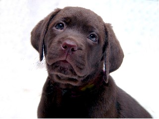 Chocolate pup 